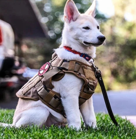 Harnais chien baroudeur inspiration militaire pour grand animal