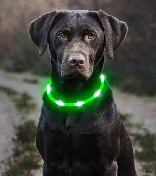 Collier lumineux LED ajustable et rechargeable par USB