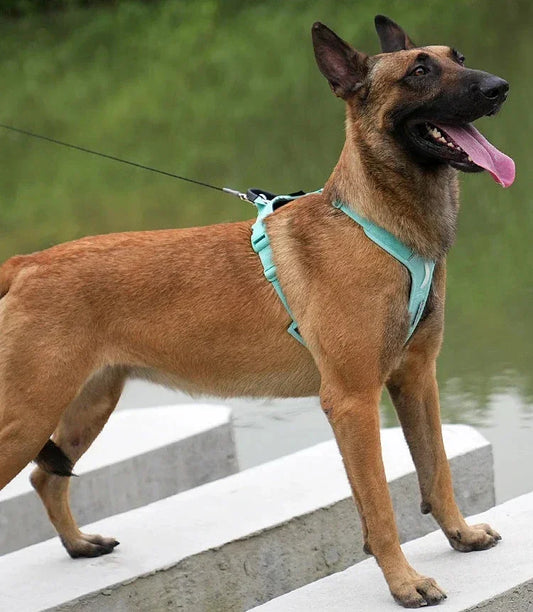 Harnais chien "Squelette" léger