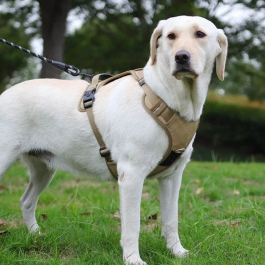 Harnais/Laisse sécurité 2.0 avec coque AirTag compatible