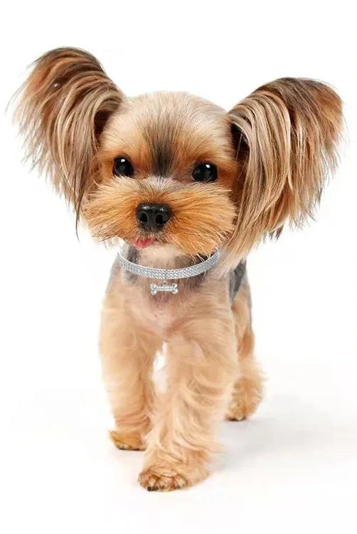 Collier chien en strass de petite princesse