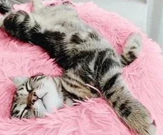 Coussin lavable doux pour animal