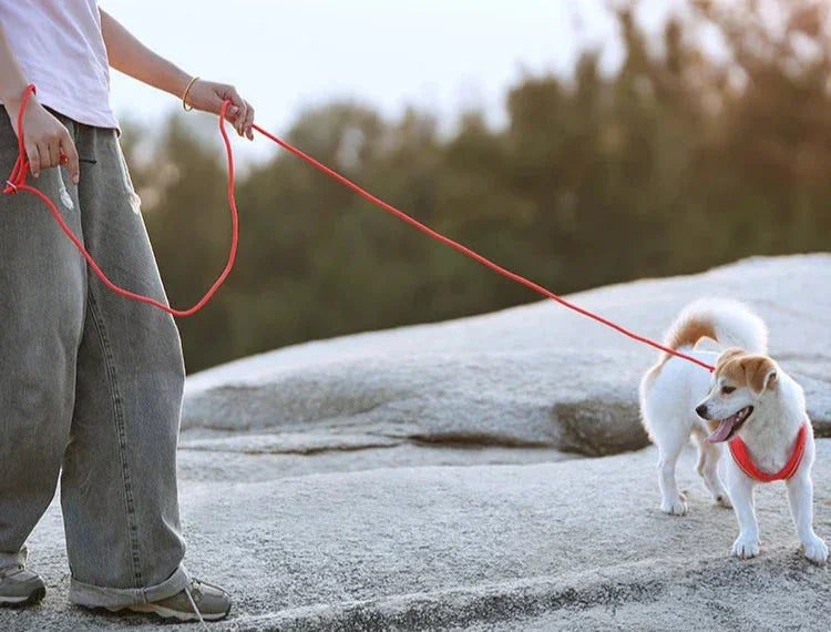 Harnais/Laisse chien ajustable fun