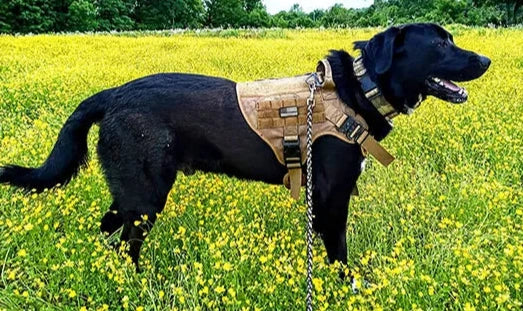 Harnais chien baroudeur inspiration militaire pour grand animal