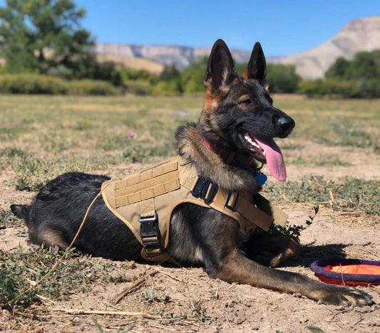 Harnais chien baroudeur inspiration militaire pour grand animal