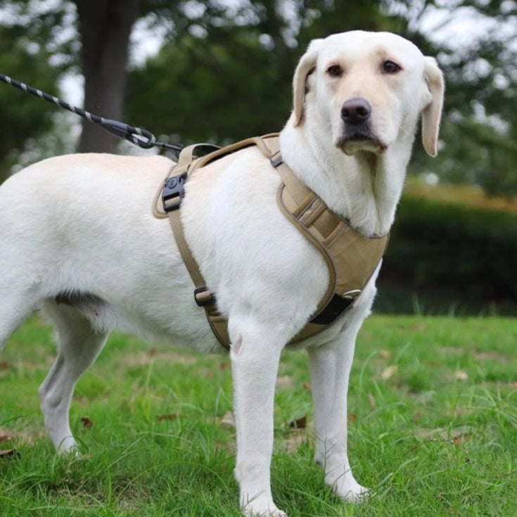 Harnais/Laisse sécurité 2.0 avec coque AirTag compatible