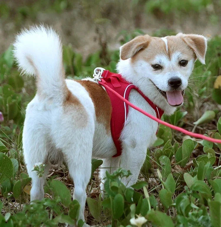 Harnais/Laisse chien ajustable fun