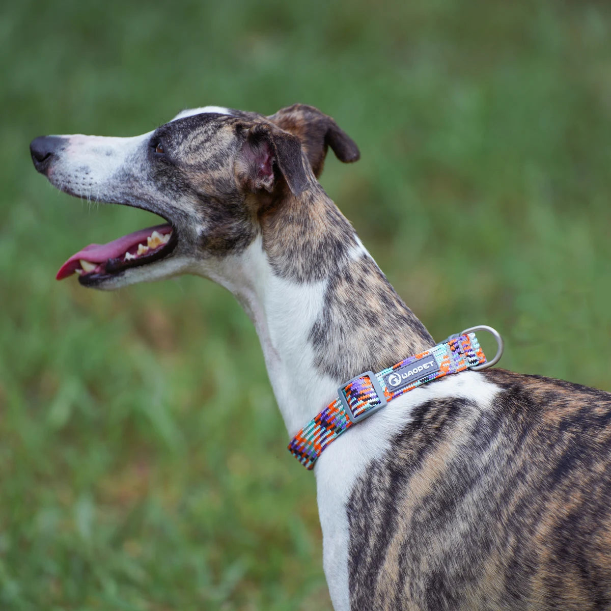 Collier/Laisse chien tressé réfléchissant inspiration alpinisme