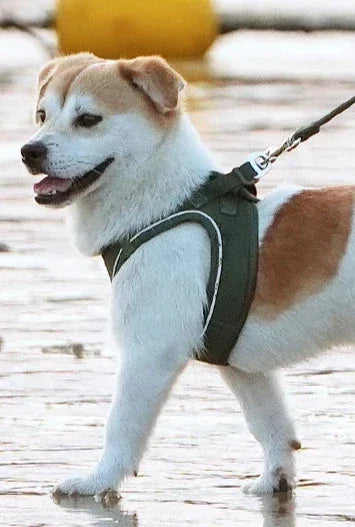 Harnais/Laisse chien ajustable fun