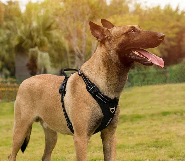 Harnais chien ergonomie et sécurité