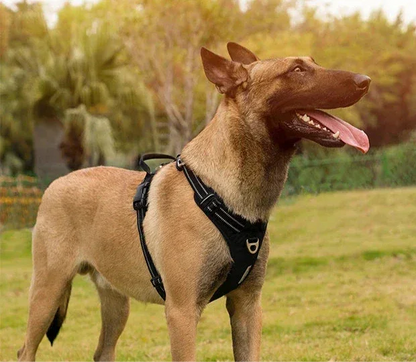 Harnais chien ergonomie et sécurité