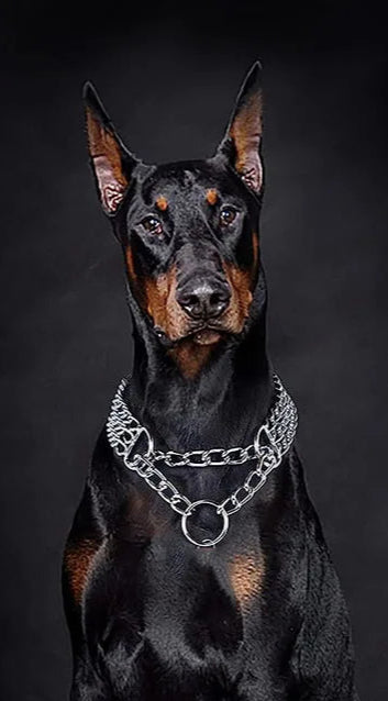 Chaîne chien argentée à maillons cubains bling