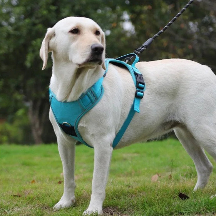 Harnais/Laisse sécurité 2.0 avec coque AirTag compatible