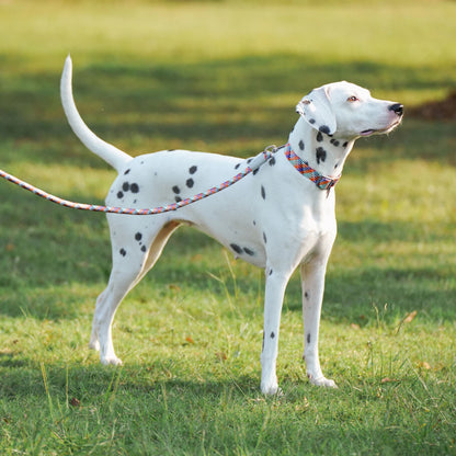 Collier/Laisse chien tressé réfléchissant inspiration alpinisme
