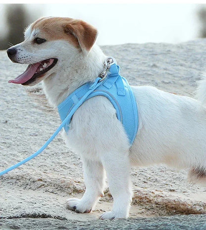 Harnais/Laisse chien ajustable fun
