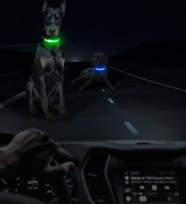 Collier lumineux LED ajustable et rechargeable par USB